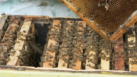 The beekeeper works in the apiary. Stock Footage 159052176