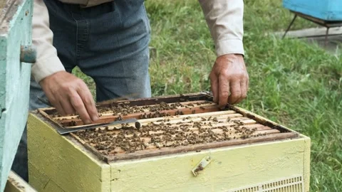 The beekeeper works in the apiary. Stock Footage 159052316
