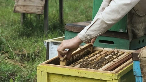 The beekeeper works in the apiary. Stock Footage 159531206