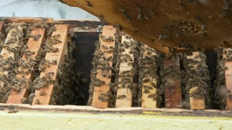 The beekeeper works in the apiary. Stock Footage 159532982