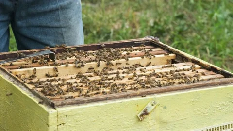 The beekeeper works in the apiary. Stock Footage 159534101