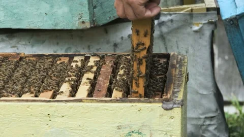 The beekeeper works in the apiary. Stock Footage 159952359
