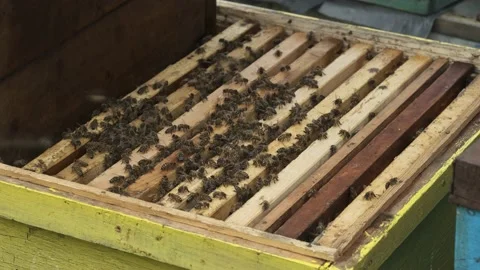 The beekeeper works in the apiary. Stock Footage 159952407