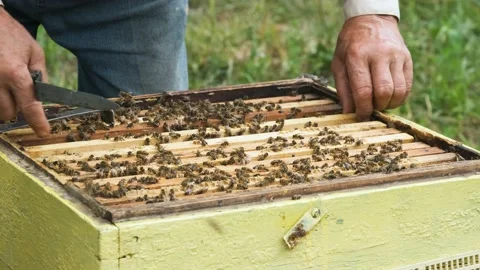 The beekeeper works in the apiary. Stock Footage 159952412