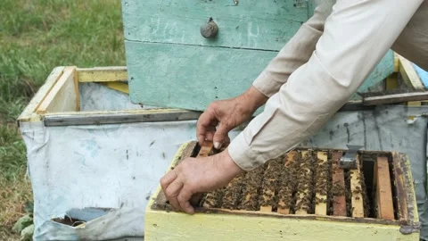 The beekeeper works in the apiary. Stock Footage 164507608