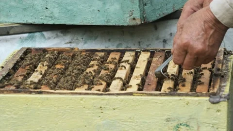 The beekeeper works in the apiary. Stock Footage 164653270