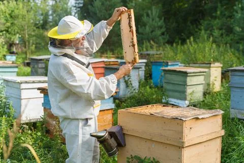 Beekeeper works with bees in the apiary Stock Photos