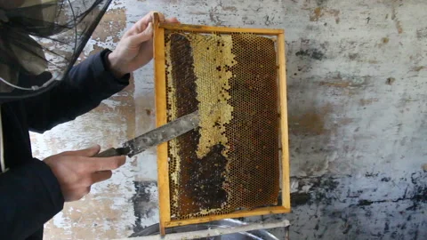 The beekeeper works removing honey from the frame with a bee knife Vídeos de archivo 142043901