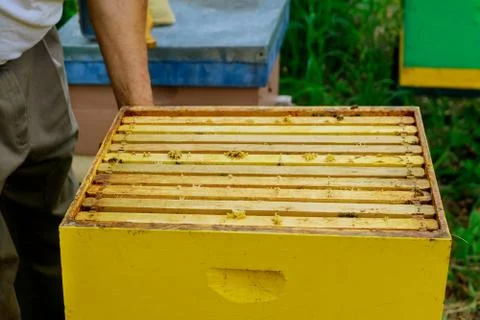 Beekeeper works on takes out frames with honeycombs for check of filling with Stock Photos