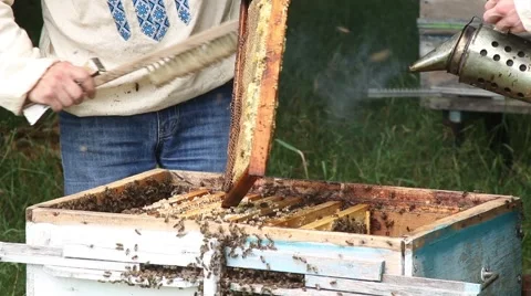 Beekeepers are engaged on the work near forest2 Stock Footage 53469078