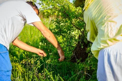 Beekeepers are remove swarm of bees attached on the tree Stock Photos