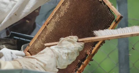 Beekeepers brushing a honey frame with western honey bees (Apis mellifera) Stock Footage 302581753