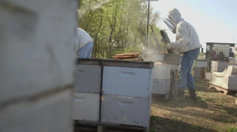 Beekeepers checking honeycomb frames in bee farm Video stock 50169825