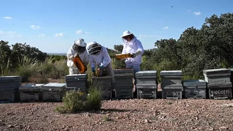 Beekeepers equipped with cap and protective suit holding Stock Footage 241828278