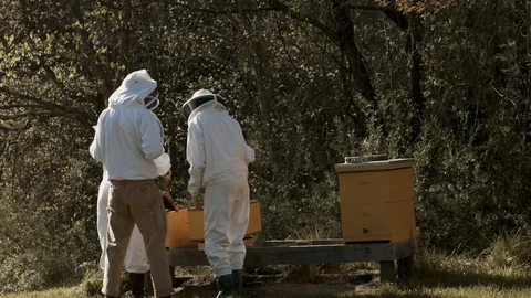 Beekeepers in the Forest Stock Footage 91042007