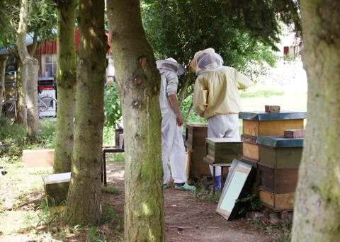 Beekeepers in the forest 写真素材