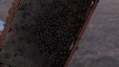 Beekeeper's hands on honeycomb Stock Footage 136244509