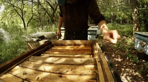 Beekeeper`s Hands Lift Boards From Frames For Honeycombs Stock Footage 66939376