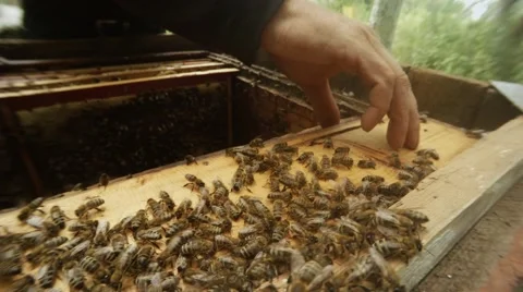 Beekeeper`s Hands Take Off Board From Frames For Honeycombs Mane Bees Close up Stock Footage 66862951