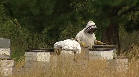 Beekeepers with Hive Boxes Stock Footage 93808056