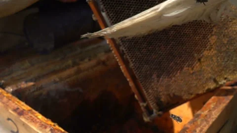 Beekeepers inspect a beehive, slow motion Stock Footage 93174810