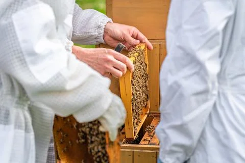Beekeepers inspect bees on a wax frame in a beekeeping Stock Photos