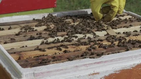 Beekeepers inspect the hives Stock Footage 162932950