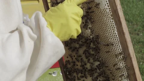 Beekeepers inspect the hives Stock Footage 162932951