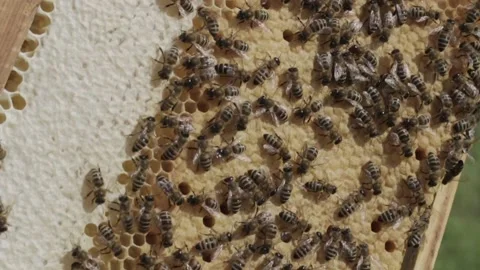 Beekeepers inspect the hives Stock Footage 162932955