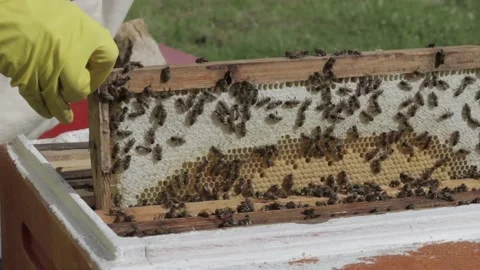 Beekeepers inspect the hives Stock Footage 162932956