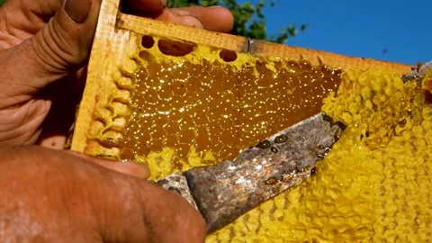 The beekeeper's knife cuts a thin layer of wax from the honey frame. Harvesting Stock Footage 240941831