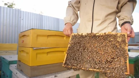 Beekeepers looking at the panel from the beehive Stock Footage 156843297
