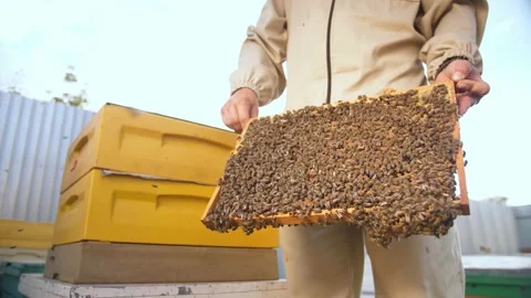 Beekeepers looking at the panel from the beehive Stock Footage 156843445