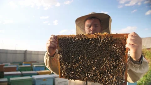 Beekeepers looking at the panel from the beehive Stock Footage 156843550