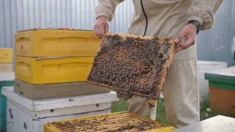 Beekeepers looking at the panel from the beehive Stock Footage 156843705