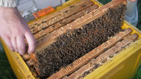 Beekeepers looking at the panel from the beehive Stock Footage 156844241