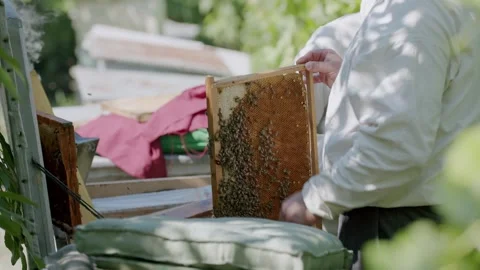 Beekeepers remove bee hives from boxes process of honey harvesting. Bee hives Stock Footage 266390320