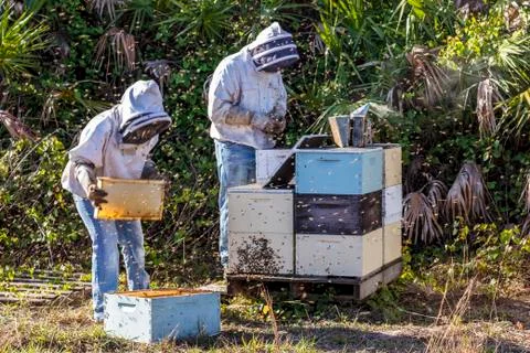 Beekeepers remove frames with honey from hive Stock Photos