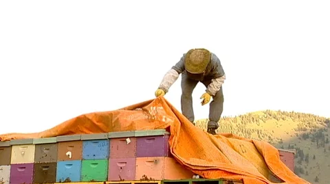 Beekeepers Securing Hive Boxes Stock Footage 93519773