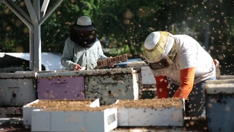 Beekeepers swarm of bees Free Stock Footage 108478667
