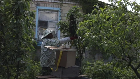 Beekeepers take a swarm of bees from a tree. Stock Footage 154748694