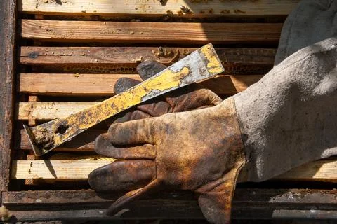 Beekeeper's tool.old beekeeper gloves Foto stock