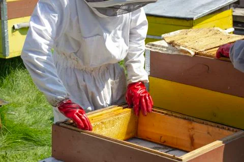 Beekeepers work on apiaries with hives in special protective clothing Stock Photos