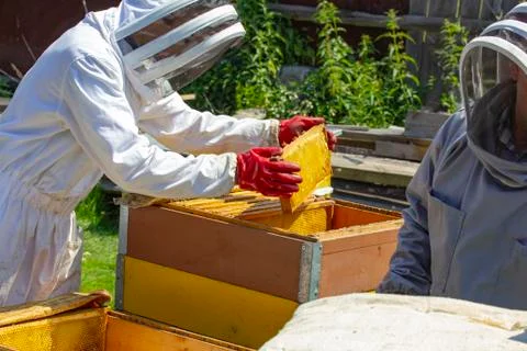 Beekeepers work on apiaries with hives in special protective clothing Stock Photos