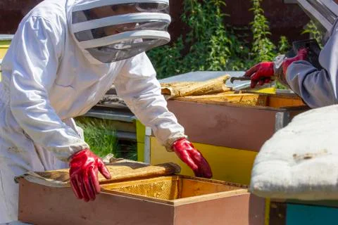 Beekeepers work on apiaries with hives in special protective clothing Stock Photos
