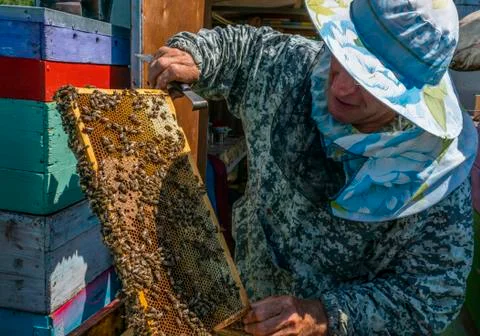 Beekeeper's work, the beekeeper examines, checks and corrects the frames Stock Photos