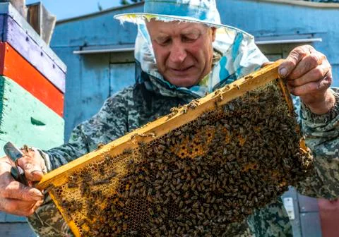 Beekeeper's work, the beekeeper examines, checks and corrects the frames Stock Photos