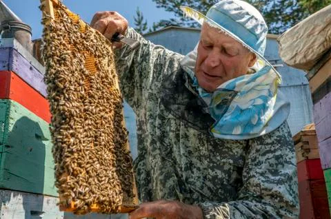 Beekeeper's work, the beekeeper examines, checks and corrects the frames Stock Photos