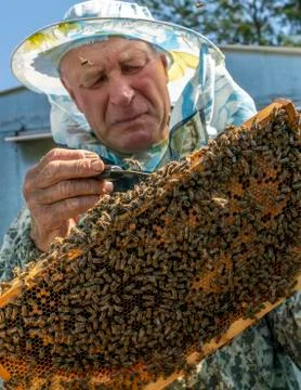 Beekeeper's work, the beekeeper examines, checks and corrects the frames Stock Photos