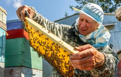 Beekeeper's work, the beekeeper examines, checks and corrects the frames Stock Photos
